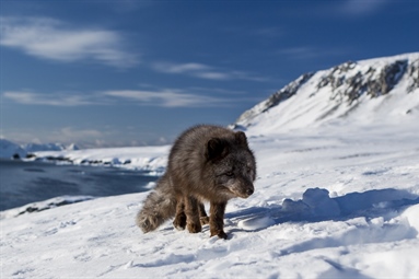 Vandringen til en COAT-instrumentert fjellrev på Svalbard gikk viralt